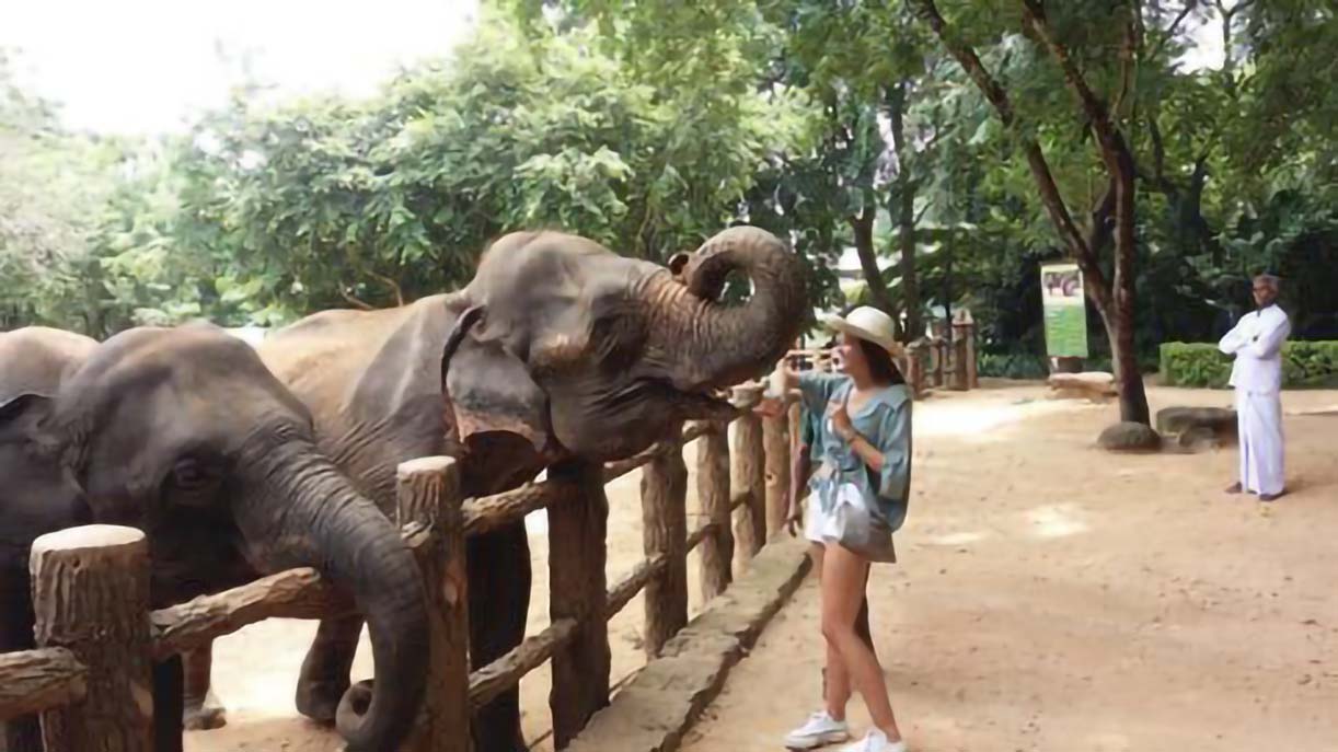 https://vietnamtur.viajes/wp-content/uploads/2021/11/Visitar-el-orfanato-de-elefantes-Pinnewala.jpg